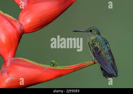 Blau-belüfteter Kolibri - Saucerottia hoffmanni, schöner Kolibri aus den Wäldern und Gärten Mittelamerikas, Costa Rica. Stockfoto