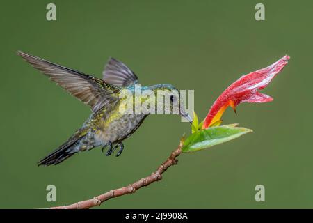 Blau-belüfteter Kolibri - Saucerottia hoffmanni, schöner Kolibri aus den Wäldern und Gärten Mittelamerikas, Costa Rica. Stockfoto