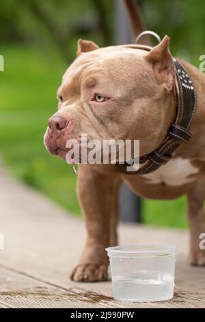 Ein amerikanischer Bully-Hund trinkt Wasser auf einem Spaziergang im Park. Ein fürsorglicher Besitzer nimmt Wasser für ein Haustier an einem heißen Tag Stockfoto