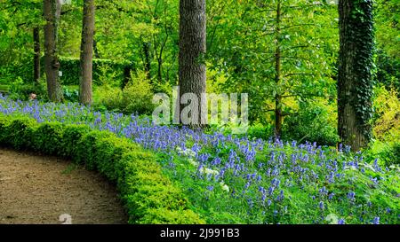 Wunderschöner Garten mit blauen Hyazinthen in voller Blüte Stockfoto