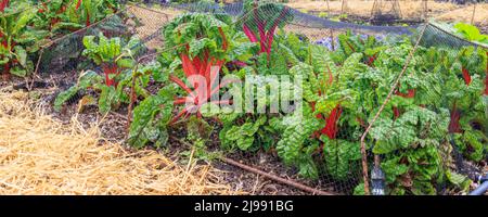 Farbenfroher, mit Netzen bedeckter Mangold im Gemüsegarten Stockfoto