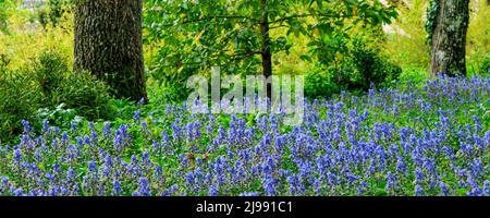Banner mit buntem Garten, bedeckt mit blauen Hyazinthen in voller Blüte im Frühling Stockfoto