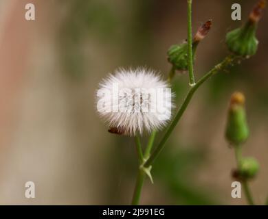 Sonchus oleraceus common sowthistle Seed Head close up Stockfoto