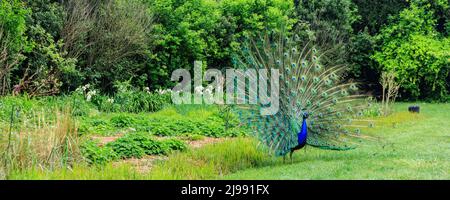 Peafowl zeigt seine schönen Federn in einem grünen Garten Stockfoto