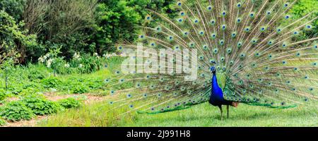 Peafowl zeigt seine schönen Federn in einem grünen Garten Stockfoto