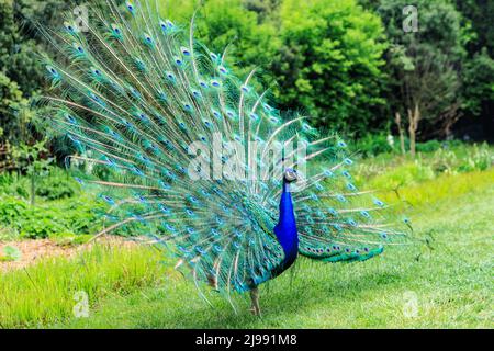 Peafowl zeigt seine schönen Federn in einem grünen Garten Stockfoto