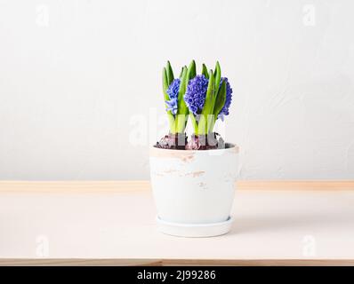 Eingetopfte blaue Hyazinthen auf einem Holztisch. Stockfoto