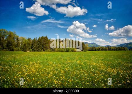 DE -BAVARIA: Frühling im Loisach Moor bei Bichl, Oberbayern Deutschland Stockfoto