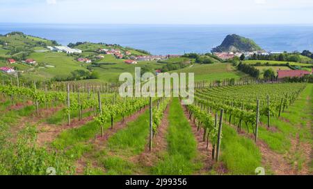 Weinberge und Weinproduktion mit dem kantabrischen Meer im Hintergrund, Getaria Spanien Stockfoto