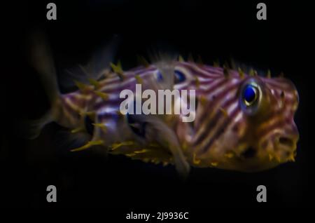 Ein gestreifter Burrfish (Chilomycterus schoepfi) schwimmt in einem Aquarium im Dauphin Island Sea Lab und Estuarium, 29. Juni 2021, in Dauphin Island, Alabama. Stockfoto