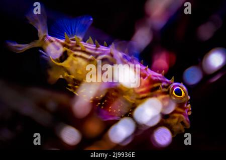 Ein gestreifter Burrfish (Chilomycterus schoepfi) schwimmt in einem Aquarium im Dauphin Island Sea Lab und Estuarium, 29. Juni 2021, in Dauphin Island, Alabama. Stockfoto