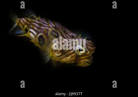 Ein gestreifter Burrfish (Chilomycterus schoepfi) schwimmt in einem Aquarium im Dauphin Island Sea Lab und Estuarium, 29. Juni 2021, in Dauphin Island, Alabama. Stockfoto