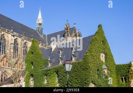 Klettereifeu am Seitenflügel der Domkirche in Magdeburg Stockfoto