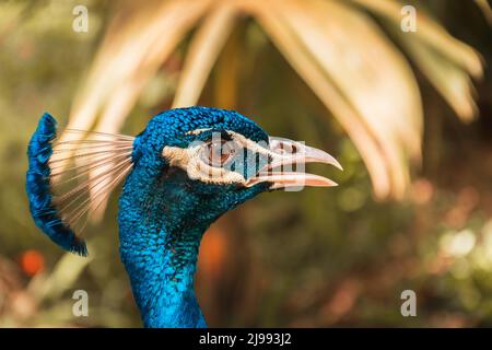 Der Pfau ist einer der schönsten und elegantesten Vögel. Stockfoto