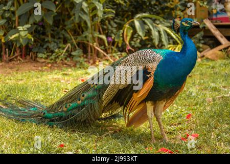 Der Pfau ist einer der schönsten und elegantesten Vögel. Stockfoto