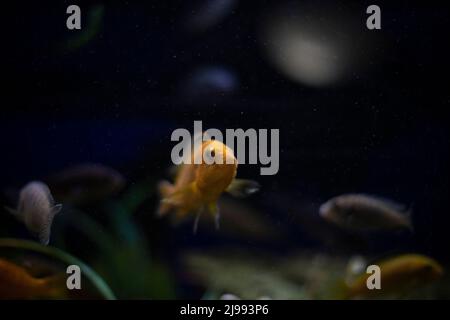 Aquarium ist im Detail. Fische schwimmen im Aquarium. Entspannte Atmosphäre. Betrachtung des Ortes des Lebens der Fische. Stockfoto