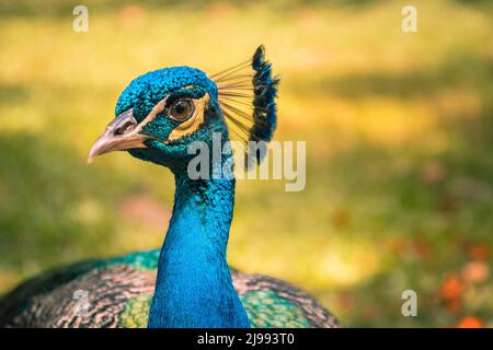 Der Pfau ist einer der schönsten und elegantesten Vögel. Stockfoto