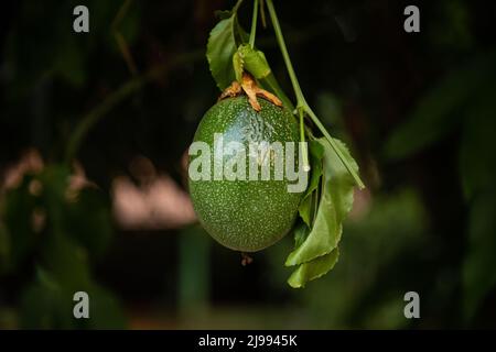 Goiania, Goiás, Brasilien – 14. Mai 2022: Eine Passionsfrucht hängt am Ast des Baumes. Unreife gewöhnliche Passionsfrucht. Stockfoto
