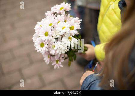 Bouquet von Gänseblümchen. Blumen in der Hand. Gedenkblumen. Details der Feier. Stockfoto