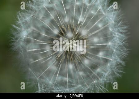 Makrofoto eines Dandelions auf grünem Hintergrund. Die Samen von Dandelion sind aus nächster Nähe zu sehen. Das Konzept der Fragilität. Makrocharakter. Stockfoto
