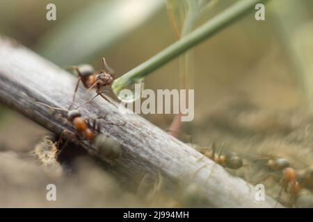 Makrofoto einer Ameise. Die Ameise trinkt Wasser. Makrofoto von Insekten Stockfoto