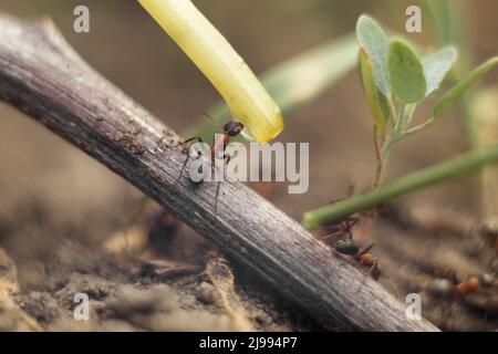 Makrofoto einer Ameise. Die Ameise trinkt Wasser. Makrofoto von Insekten Stockfoto