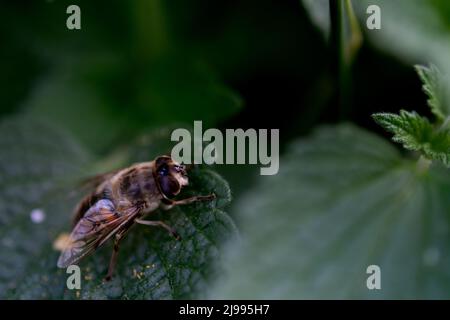 Eristalis Tenax auf grünem Blatt, Makrofotografie. Eristalis Tenax ist eine Schwebfliege, auch bekannt als Drohnenfliege, der Ordnung Diptera Stockfoto