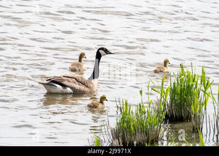 Kanadagans, Branta canadensis, schwimmt mit Gänsen auf Süßwasser-Marsch im Titchwewll RSPB-Reservat. Stockfoto