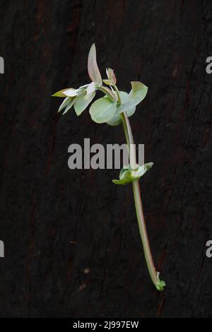 Hellgrüne neue Blätter auf verbranntem Baumstamm nach Buschbrand, Madeira Island, Portugal Stockfoto