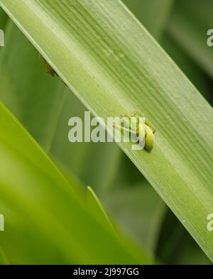 Grüne Jägerspinne - Micrommata virescens - sitzt auf einem Grashalm, ein zweiter unter dem Blatt Stockfoto