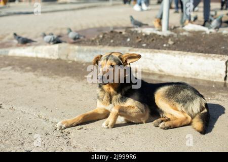 Streunender Hund liegt auf der Straße. Hund ohne Meister. Haustier ist verloren. Stockfoto