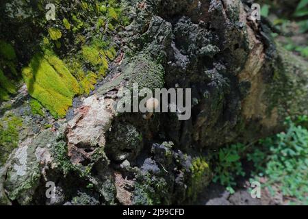 Blick aus dem hohen Winkel auf einen kleinen Pilz und Moose auf der Oberfläche eines alten faulen Gummibaumstumpfes Stockfoto