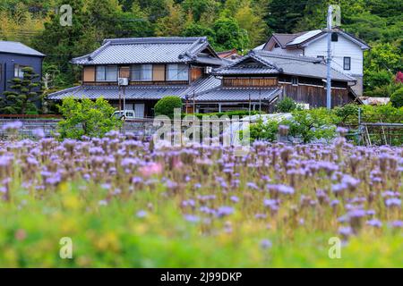 Traditionelles japanisches Holzhaus auf dem Land hinter einem Feld mit violetten Blumen Stockfoto