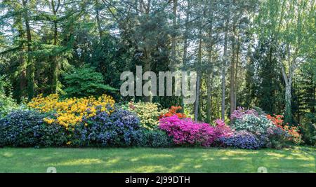Rhododendren in verschiedenen Farben auf dem Hintergrund von Waldbäumen. Stockfoto