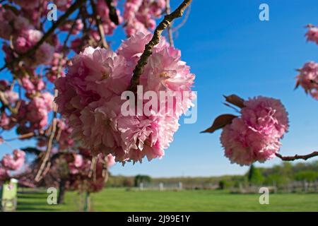 Rosafarbene, doppelte Kirschblüten, auch als Sakura bekannt, mit absichtlich verschwommener Farbe, vor einem blauen Himmel Hintergrund -08 Stockfoto