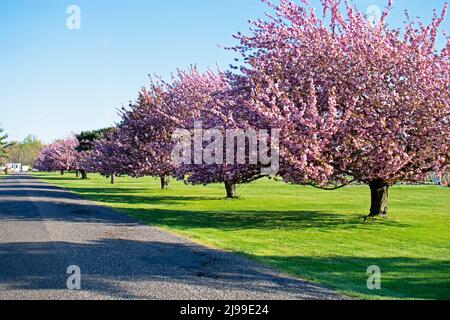 Reihe von spät blühenden dunkelrosa Doppelkirschblüten (Sakura) Bäume auf einem Feld von grünem Gras an einem klaren, sonnigen Tag -09 Stockfoto