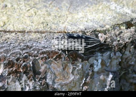 Flachkopfkiefer, ein häufiger europäischer Edelkäfer (Chalcophora mariana). Ein großer und metallischer Käfer, der in europäischen Tieflandwäldern vorkommt. Stockfoto