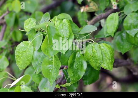 Eriophyes pyri Pearleaf Blister Milbe. Verformte, beschädigte Birnenblätter im Frühlingsgarten. Stockfoto