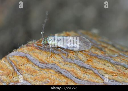 Gewöhnliches Barklice Insekt der Familie Psocidae Stockfoto