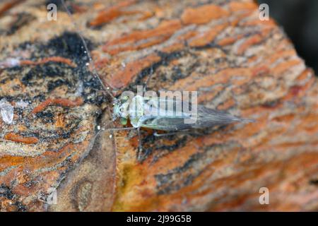 Gewöhnliches Barklice Insekt der Familie Psocidae Stockfoto