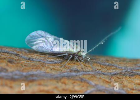 Gewöhnliches Barklice Insekt der Familie Psocidae Stockfoto