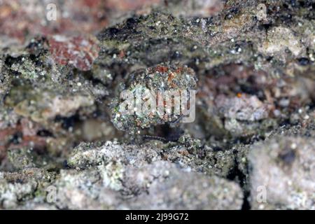 Gewöhnliches Barklice Insekt der Familie Psocidae Stockfoto