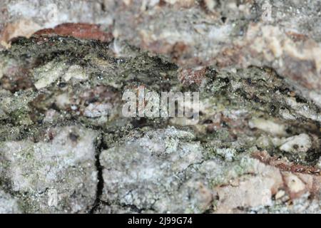 Gewöhnliches Barklice Insekt der Familie Psocidae Stockfoto