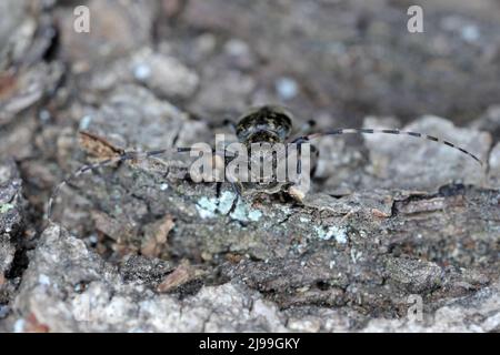 Schwarz getrübter Longhorn-Käfer Leiopus nebulosus Erwachsener, der auf verfaultem Holz ruht Stockfoto