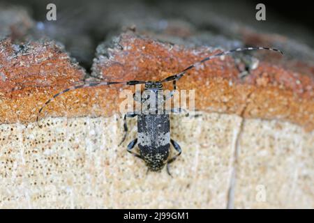 Schwarz getrübter Longhorn-Käfer Leiopus nebulosus Erwachsener, der auf verfaultem Holz ruht Stockfoto