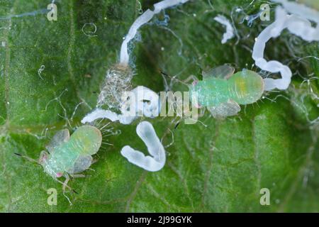 Photomikrographie eines Apfelsaugers (Cacopsylla mali) Nymphe Pest auf einem Apfelblatt Stockfoto