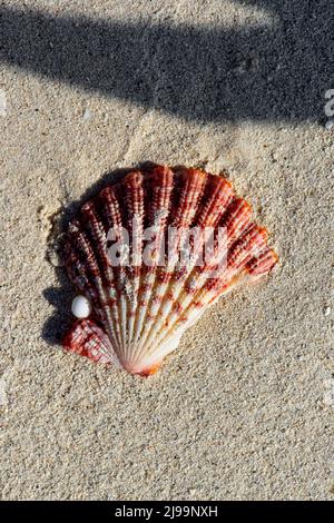 Wunderschöne Muscheln am Strand der Malediven Stockfoto