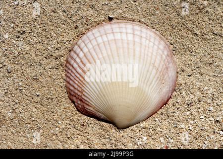 Wunderschöne Muscheln am Strand der Malediven Stockfoto