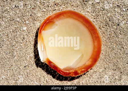 Wunderschöne Muscheln am Strand der Malediven Stockfoto