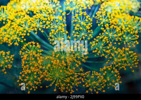 Dill Blumen Hintergrund . Blühender Dill im Garten Stockfoto